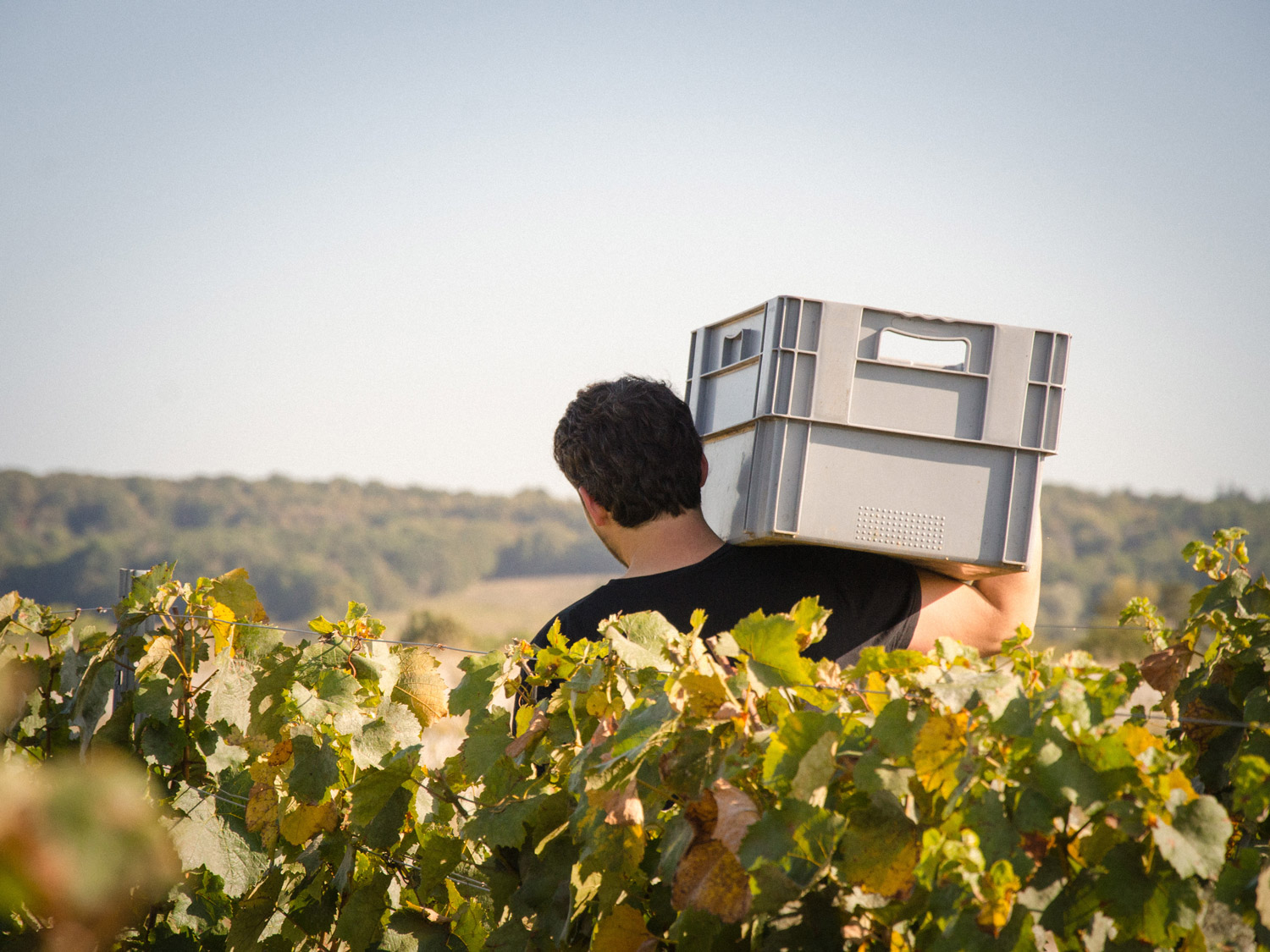 Vendanges Domaine La Bouche du Roi