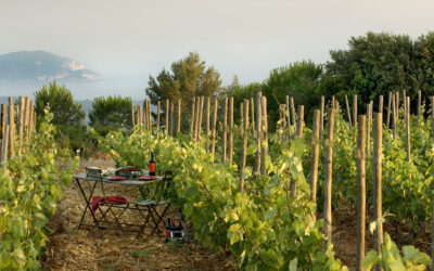 Domaine de La Bégude (Bandol)